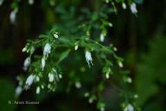 Boenninghausenia albiflora